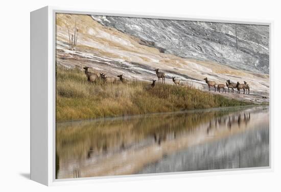 Herd of Elk and Reflection, Canary Spring, Yellowstone National Park, Wyoming-Adam Jones-Framed Premier Image Canvas