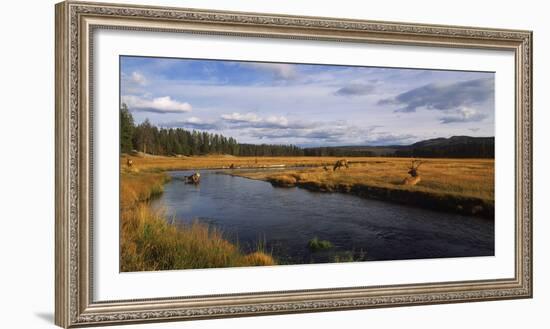 Herd of Elk (Cervus canadensis) at riverbank, Yellowstone National Park, Wyoming, USA-Panoramic Images-Framed Photographic Print