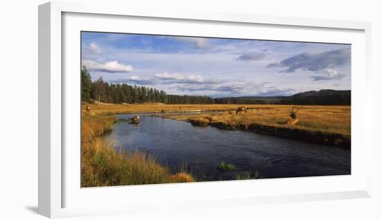 Herd of Elk (Cervus canadensis) at riverbank, Yellowstone National Park, Wyoming, USA-Panoramic Images-Framed Photographic Print