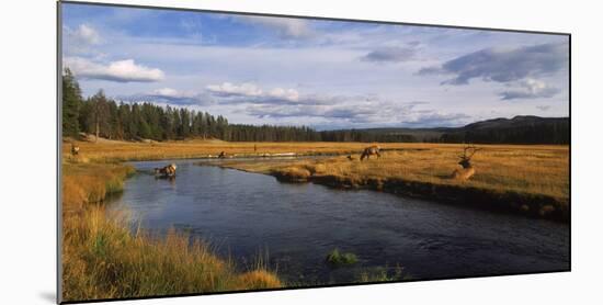 Herd of Elk (Cervus canadensis) at riverbank, Yellowstone National Park, Wyoming, USA-Panoramic Images-Mounted Photographic Print