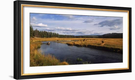 Herd of Elk (Cervus canadensis) at riverbank, Yellowstone National Park, Wyoming, USA-Panoramic Images-Framed Photographic Print