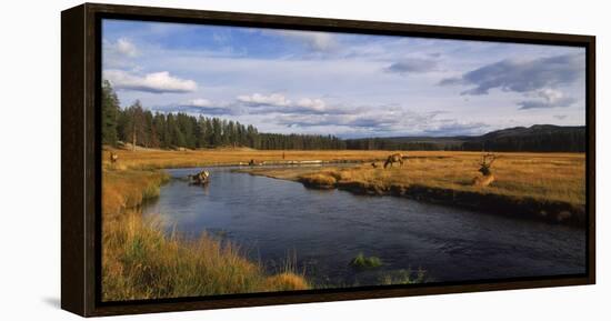 Herd of Elk (Cervus canadensis) at riverbank, Yellowstone National Park, Wyoming, USA-Panoramic Images-Framed Premier Image Canvas