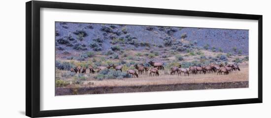 Herd of Elk (Cervus Canadensis) Walking in a Forest, Yellowstone National Park, Wyoming, USA-null-Framed Photographic Print