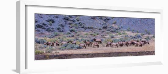 Herd of Elk (Cervus Canadensis) Walking in a Forest, Yellowstone National Park, Wyoming, USA-null-Framed Photographic Print