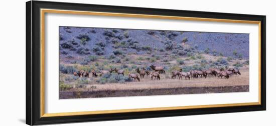 Herd of Elk (Cervus Canadensis) Walking in a Forest, Yellowstone National Park, Wyoming, USA-null-Framed Photographic Print