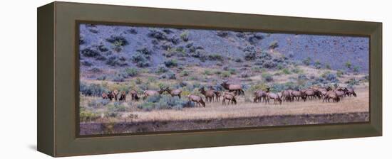 Herd of Elk (Cervus Canadensis) Walking in a Forest, Yellowstone National Park, Wyoming, USA-null-Framed Premier Image Canvas