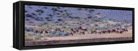 Herd of Elk (Cervus Canadensis) Walking in a Forest, Yellowstone National Park, Wyoming, USA-null-Framed Premier Image Canvas