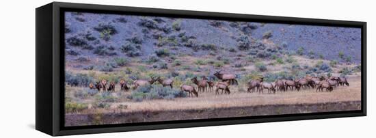 Herd of Elk (Cervus Canadensis) Walking in a Forest, Yellowstone National Park, Wyoming, USA-null-Framed Premier Image Canvas