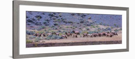 Herd of Elk (Cervus Canadensis) Walking in a Forest, Yellowstone National Park, Wyoming, USA-null-Framed Photographic Print