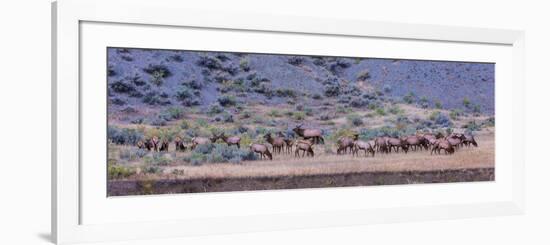 Herd of Elk (Cervus Canadensis) Walking in a Forest, Yellowstone National Park, Wyoming, USA-null-Framed Photographic Print