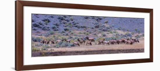 Herd of Elk (Cervus Canadensis) Walking in a Forest, Yellowstone National Park, Wyoming, USA-null-Framed Photographic Print