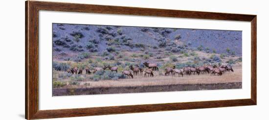 Herd of Elk (Cervus Canadensis) Walking in a Forest, Yellowstone National Park, Wyoming, USA-null-Framed Photographic Print