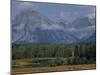 Herd of Elk Grazing in Meadow Framed by Peaks of the Grand Teton Mountains-null-Mounted Photographic Print