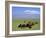 Herd of Goats and Goatherder in the Plains Beneath Mount Ararat, Turkey, Europe-Charles Bowman-Framed Photographic Print