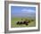 Herd of Goats and Goatherder in the Plains Beneath Mount Ararat, Turkey, Europe-Charles Bowman-Framed Photographic Print