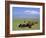 Herd of Goats and Goatherder in the Plains Beneath Mount Ararat, Turkey, Europe-Charles Bowman-Framed Photographic Print