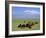 Herd of Goats and Goatherder in the Plains Beneath Mount Ararat, Turkey, Europe-Charles Bowman-Framed Photographic Print