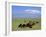 Herd of Goats and Goatherder in the Plains Beneath Mount Ararat, Turkey, Europe-Charles Bowman-Framed Photographic Print