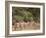 Herd of Grevy's Zebras, Shaba National Reserve, Kenya-Alison Jones-Framed Photographic Print