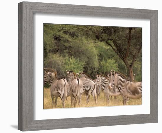 Herd of Grevy's Zebras, Shaba National Reserve, Kenya-Alison Jones-Framed Photographic Print