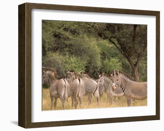 Herd of Grevy's Zebras, Shaba National Reserve, Kenya-Alison Jones-Framed Photographic Print