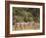 Herd of Grevy's Zebras, Shaba National Reserve, Kenya-Alison Jones-Framed Photographic Print