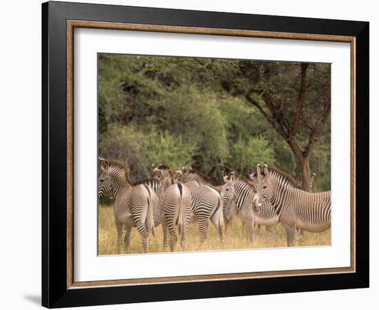 Herd of Grevy's Zebras, Shaba National Reserve, Kenya-Alison Jones-Framed Photographic Print