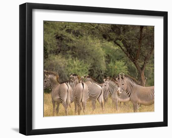 Herd of Grevy's Zebras, Shaba National Reserve, Kenya-Alison Jones-Framed Photographic Print
