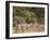 Herd of Grevy's Zebras, Shaba National Reserve, Kenya-Alison Jones-Framed Photographic Print