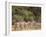 Herd of Grevy's Zebras, Shaba National Reserve, Kenya-Alison Jones-Framed Photographic Print