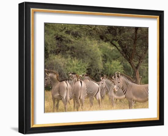 Herd of Grevy's Zebras, Shaba National Reserve, Kenya-Alison Jones-Framed Photographic Print