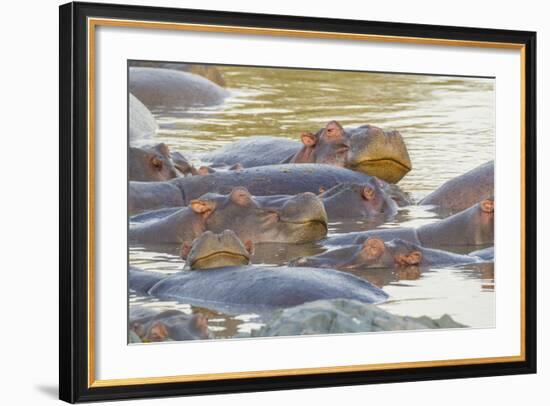 Herd of Hippos Grouped Together, Resting in Water, Sleeping-James Heupel-Framed Photographic Print