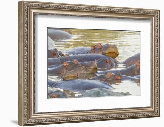 Herd of Hippos Grouped Together, Resting in Water, Sleeping-James Heupel-Framed Photographic Print