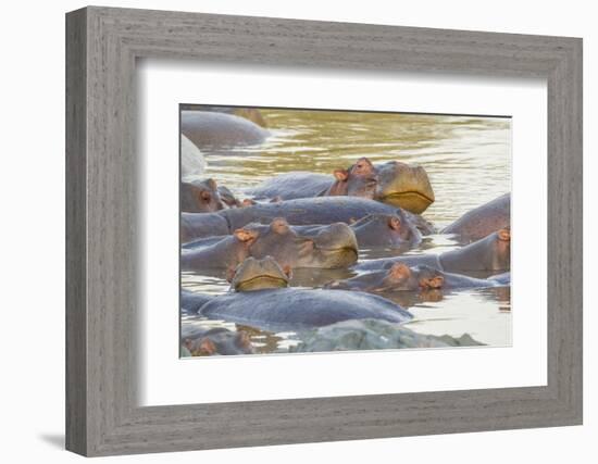 Herd of Hippos Grouped Together, Resting in Water, Sleeping-James Heupel-Framed Photographic Print