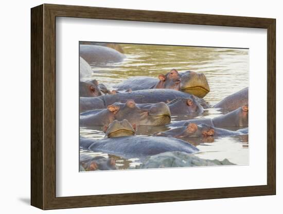 Herd of Hippos Grouped Together, Resting in Water, Sleeping-James Heupel-Framed Photographic Print