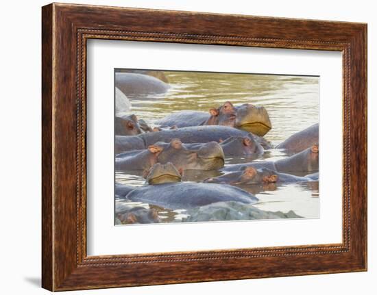 Herd of Hippos Grouped Together, Resting in Water, Sleeping-James Heupel-Framed Photographic Print