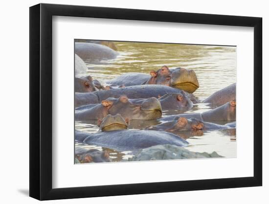 Herd of Hippos Grouped Together, Resting in Water, Sleeping-James Heupel-Framed Photographic Print