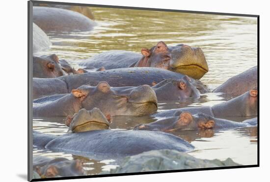 Herd of Hippos Grouped Together, Resting in Water, Sleeping-James Heupel-Mounted Photographic Print