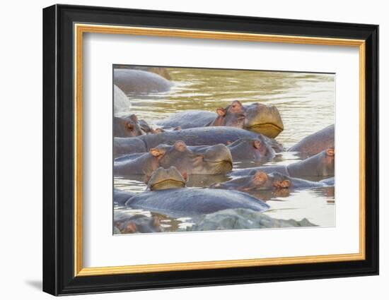 Herd of Hippos Grouped Together, Resting in Water, Sleeping-James Heupel-Framed Photographic Print