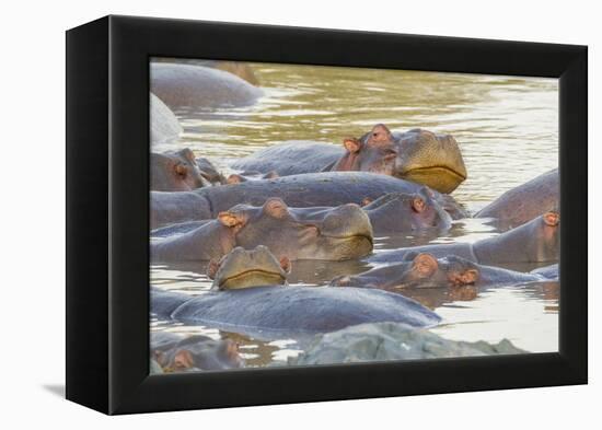 Herd of Hippos Grouped Together, Resting in Water, Sleeping-James Heupel-Framed Premier Image Canvas