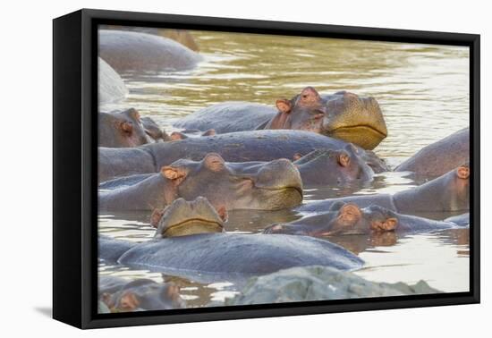 Herd of Hippos Grouped Together, Resting in Water, Sleeping-James Heupel-Framed Premier Image Canvas