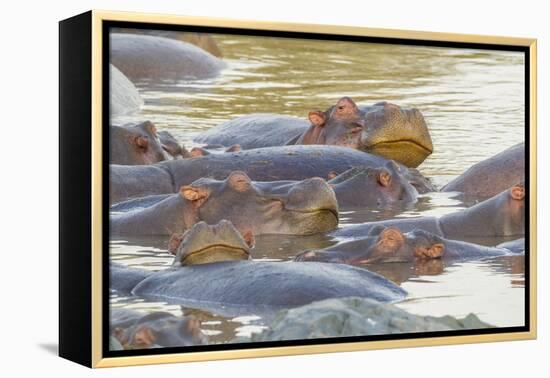 Herd of Hippos Grouped Together, Resting in Water, Sleeping-James Heupel-Framed Premier Image Canvas
