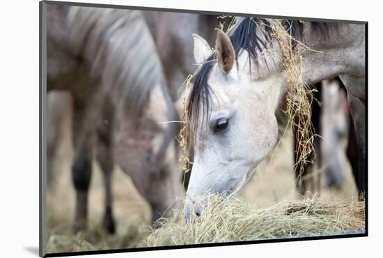 Herd of Horses Eating Hay.-Alexia Khruscheva-Mounted Photographic Print