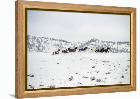 Herd of Horses (Equus Ferus Caballus), Montana, United States of America, North America-Janette Hil-Framed Premier Image Canvas