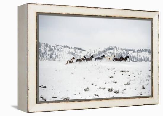 Herd of Horses (Equus Ferus Caballus), Montana, United States of America, North America-Janette Hil-Framed Premier Image Canvas