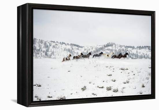 Herd of Horses (Equus Ferus Caballus), Montana, United States of America, North America-Janette Hil-Framed Premier Image Canvas