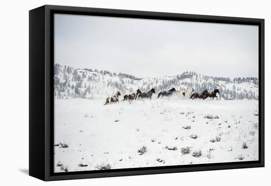 Herd of Horses (Equus Ferus Caballus), Montana, United States of America, North America-Janette Hil-Framed Premier Image Canvas