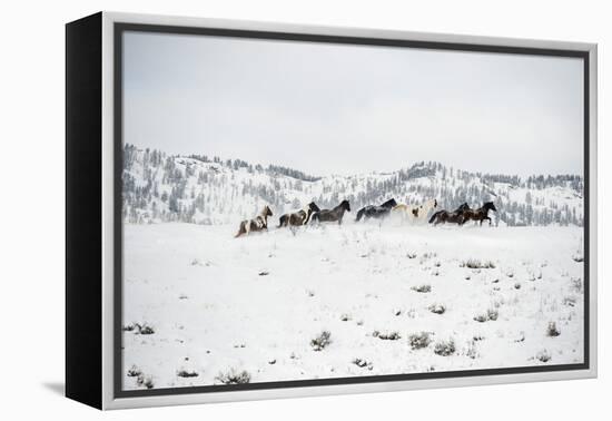 Herd of Horses (Equus Ferus Caballus), Montana, United States of America, North America-Janette Hil-Framed Premier Image Canvas