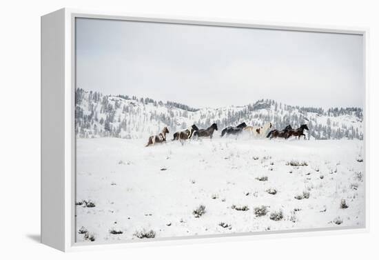 Herd of Horses (Equus Ferus Caballus), Montana, United States of America, North America-Janette Hil-Framed Premier Image Canvas