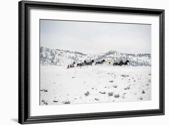 Herd of Horses (Equus Ferus Caballus), Montana, United States of America, North America-Janette Hil-Framed Photographic Print